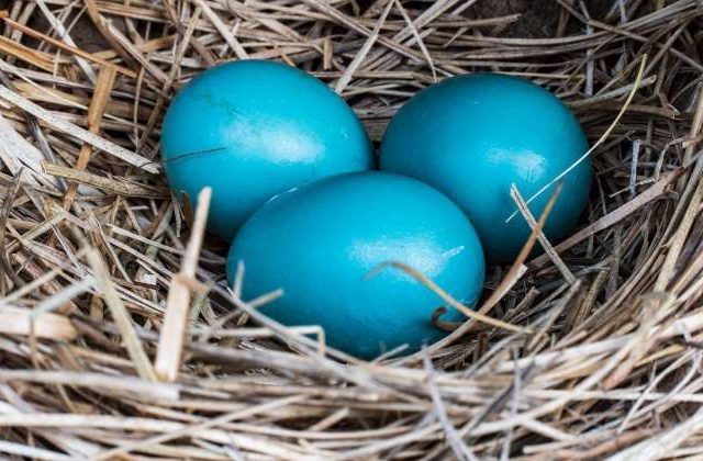 Blue Eggs 2