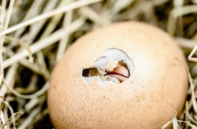 Chick hatching