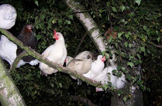 Chicken Tree