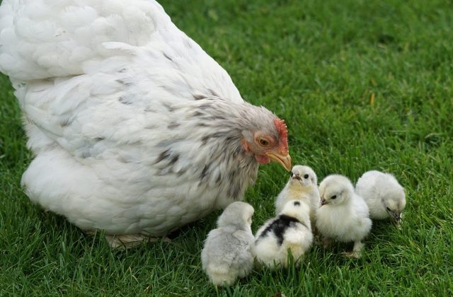 Mama and Chicks