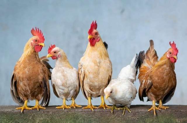 chicken group